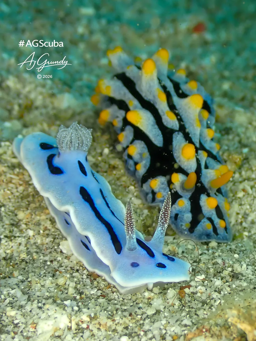Two colourful nudibranchs photographed by Andrew Grundy