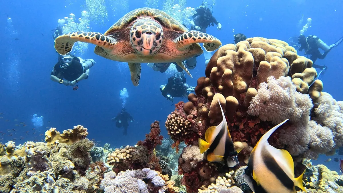 Turtle swimming over a coral reef with scuba divers in the background