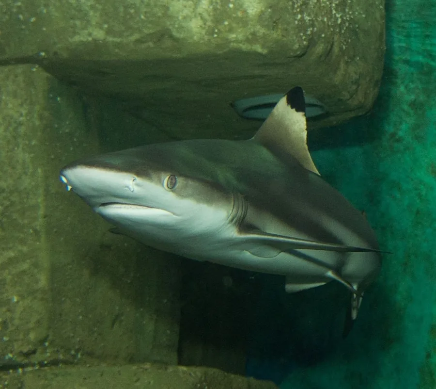 Blacktip reef shark swimming in blue water
