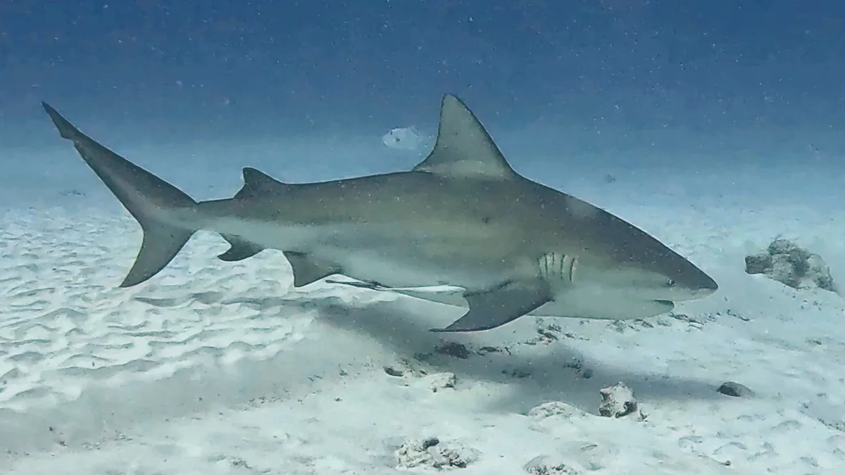 Caribbean reef shark swimming over a sandy seabed