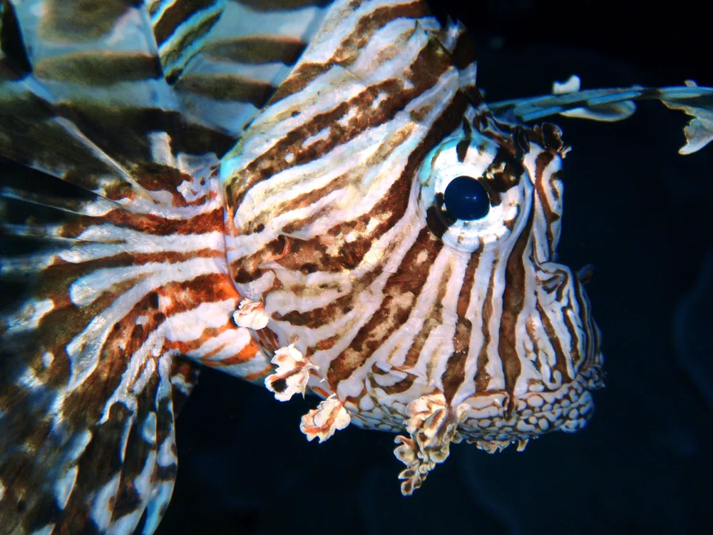 Close-up of a lionfish underwater