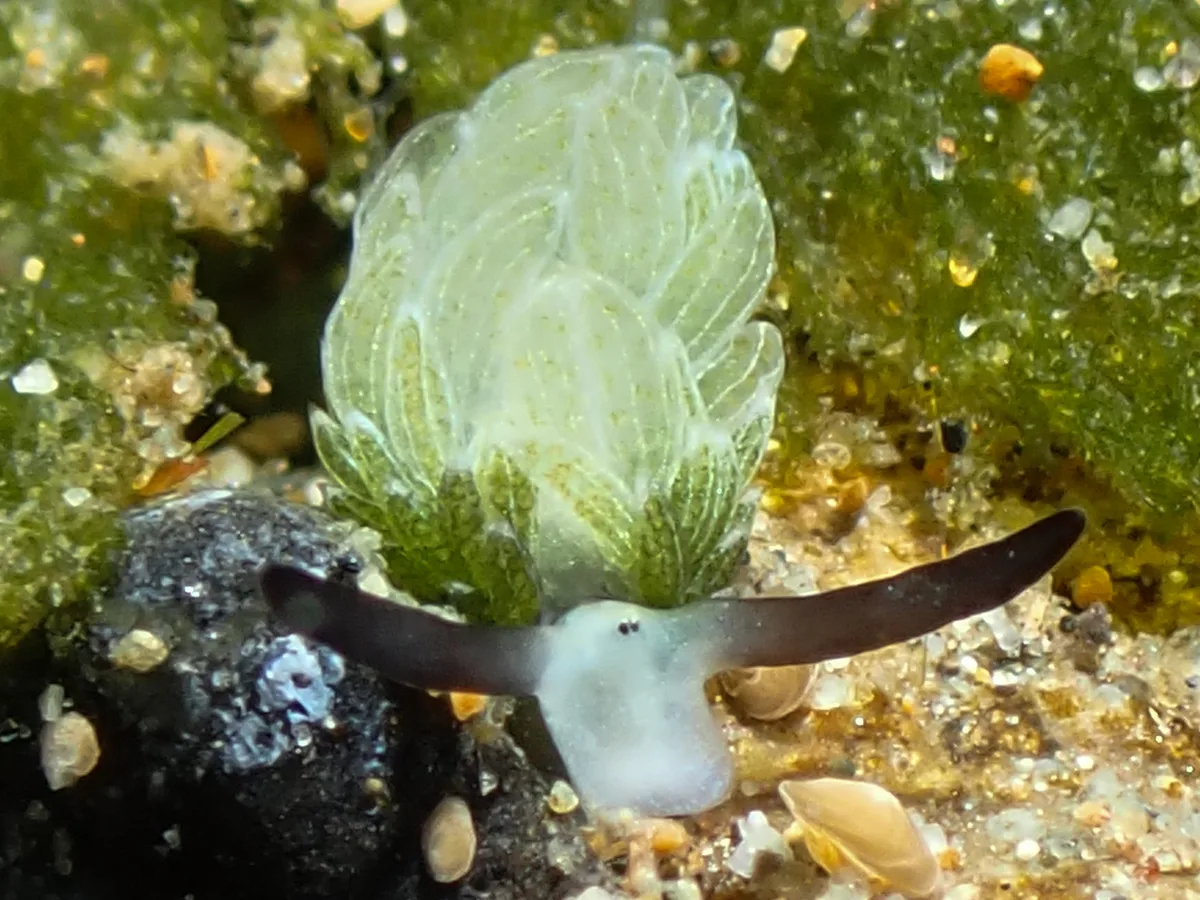 Small translucent sea slug photographed in Southeast Asia